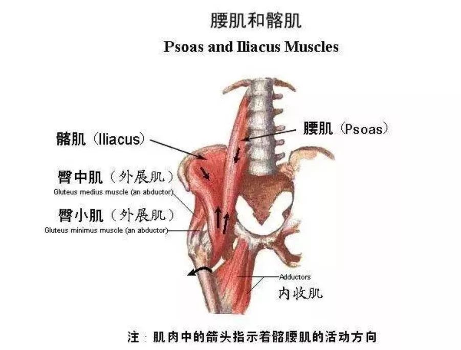 你的肌肉失衡了吗？导致肌肉失衡的 6 个原因