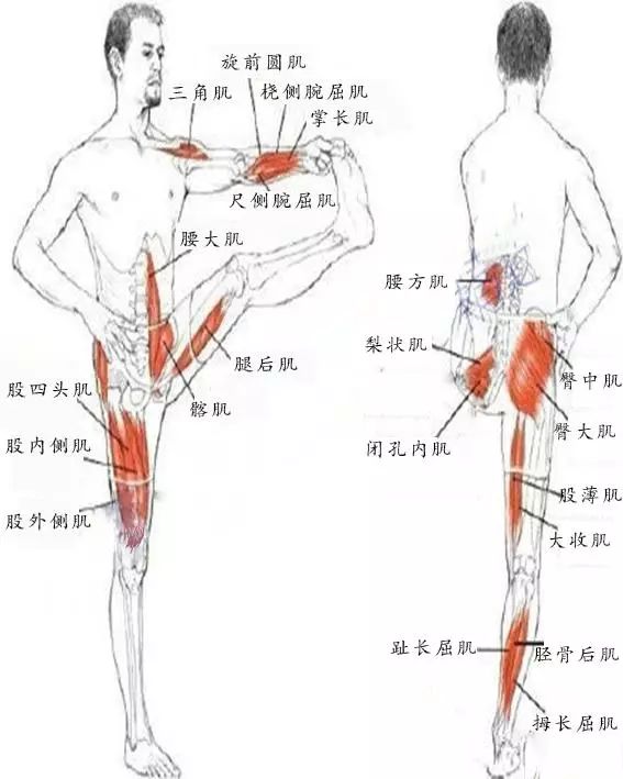 认识&拉伸肌肉，每一位跑者的必修课程！