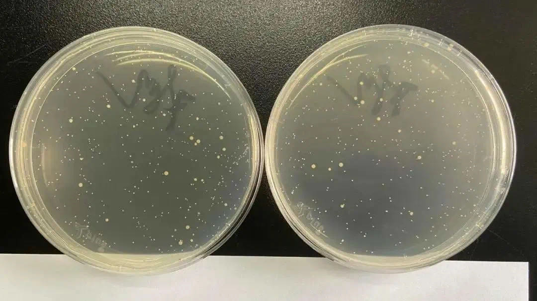 福利！爆卖10W套的意大利运动女士内裤，1秒干爽永不夹臀！