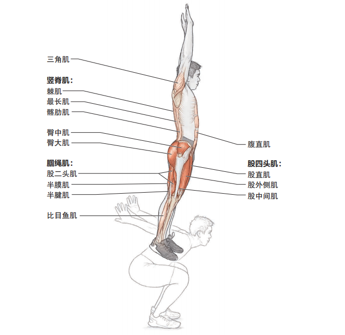 快速提升跑步的爆发力，这些基础跳跃动作一定要练起来！