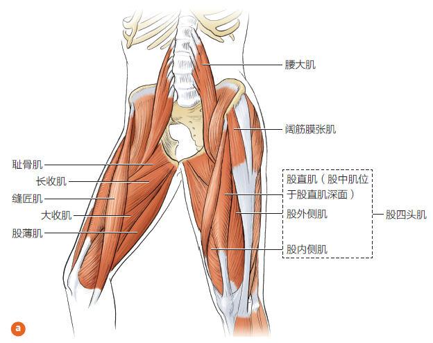 增强腿部肌肉力量，帮助跑者预防膝关节疼痛