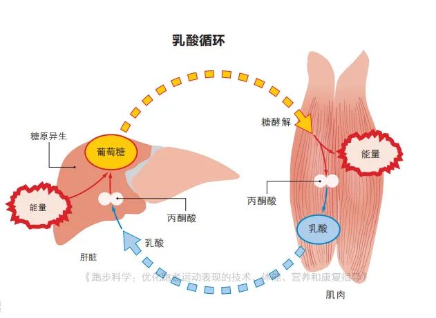 冲刺跑后双腿又酸又软，教你一个方法解决它！