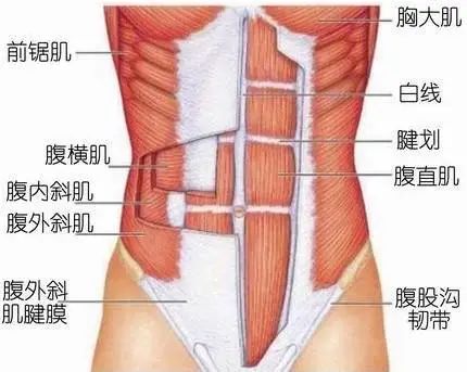 核心肌群应该多久练一次为好？