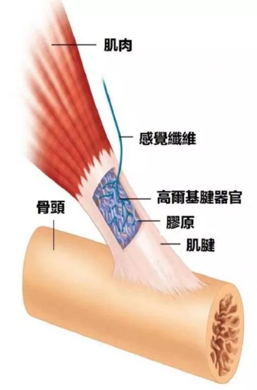 静态拉伸，多久才最合适呢？