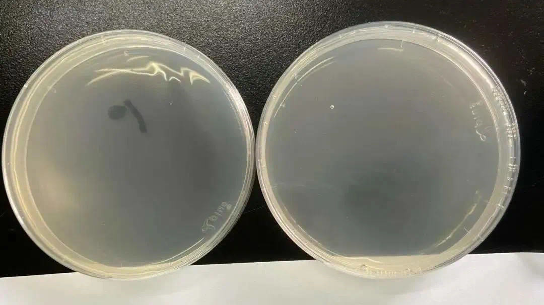 福利！爆卖10W套的意大利运动女士内裤，1秒干爽永不夹臀！