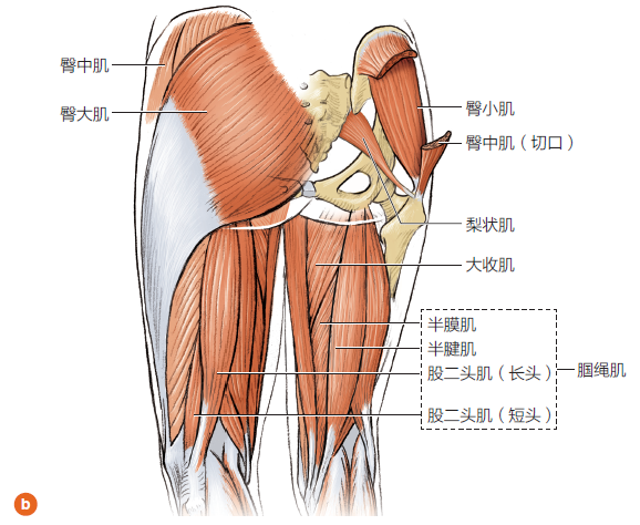 增强腿部肌肉力量，帮助跑者预防膝关节疼痛